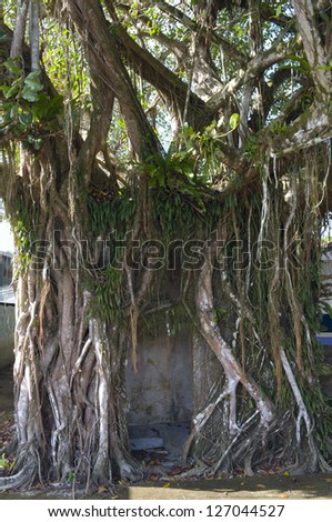 Ficus Tree wrapped around shelter at Sierpe Costa Rica