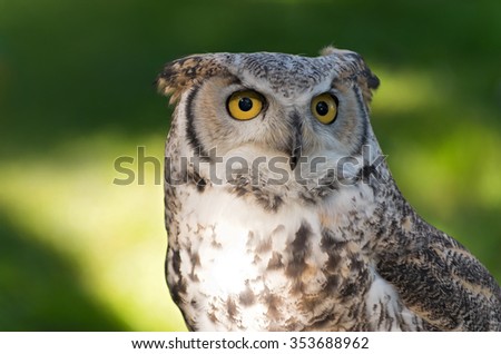 great horned owl or bubo virginianus full facial view isolated against green background