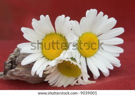 Photo of three Shasta Daisy flowers in full bloom set against a red backdrop