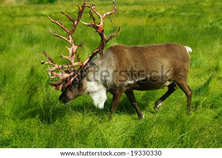 Large Caribou