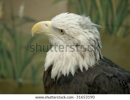 eagle, bald, bird, vertebrate, wildlife, animal, captivity, beak, feathers, raptor, head, plumage, wings, haliaeetus, leucocephalus