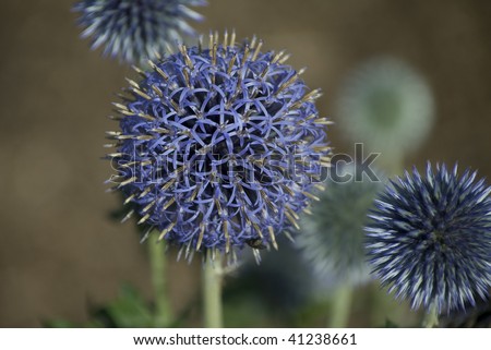 Closeup photo of Blue Glow Globe Thistles (Echinops bannaticus) at different stages of growth