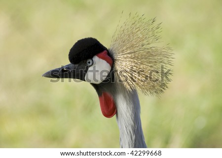 Profile of a Grey Crowned Crane from top of head to middle of neck featuring long beak, red wattles and prominent crown