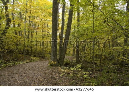 View inside forest thicket following a hiking trail with tree foliage in autumn transition and patches of sky visible