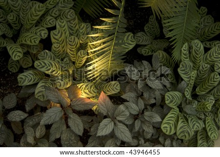 Photo looking down on conservatory floor filled with various plant species including Prayer plants and Palm plants with light illuminating plants from underneath.