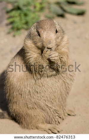 Prairie Dog or Cynomys ludovicianus animal feeding near burrow