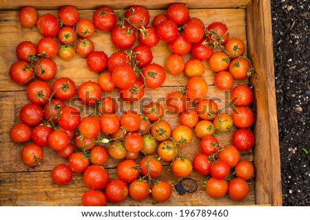 Fresh organic tomatoes just picked from the garden shot in a wooden box. The tomatoes have been washed.
