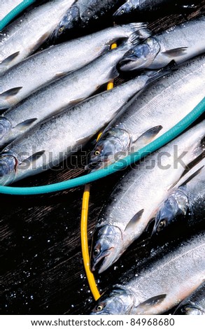 Several freshly caught coho salmon on a wooden dock amongst yellow and green hoses.