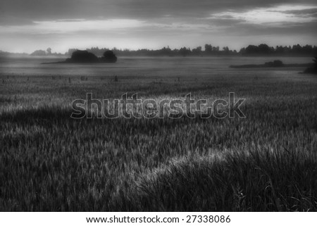 The barley sea.Monochrome photo, black-and-white