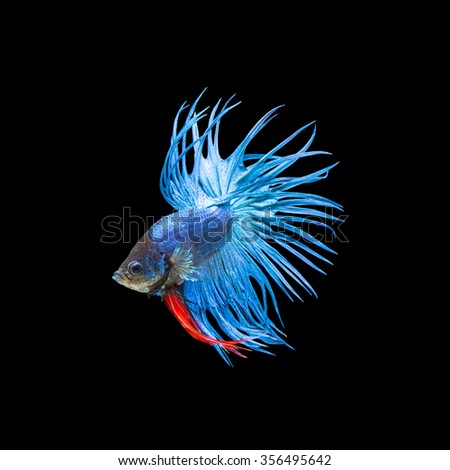 betta fish, siamese fighting fish on black background