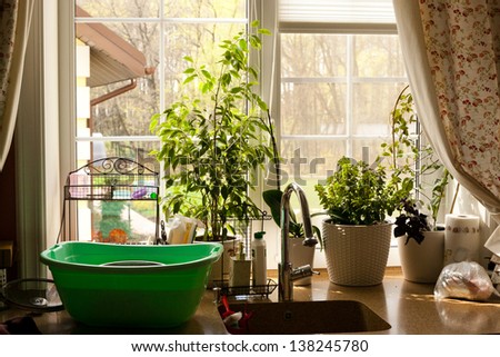 kitchen window garden view plants