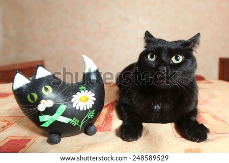real black cat and toy cat