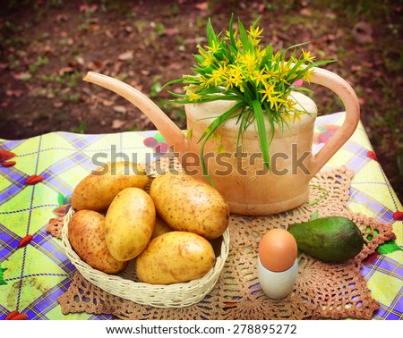 country stiled outdoor still life with watering can potato avocado egg on the green garden background