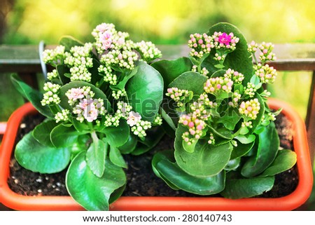 pot plant with flowers in flower box as an outdoor decoration of restaurant