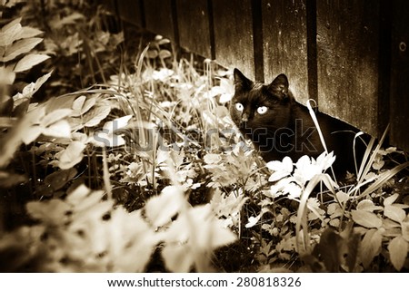 black cat on the grass and fence village summer background black and white sepia photo