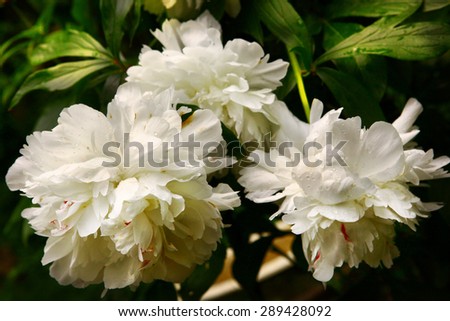 white peony flowers in the summer garden after rain