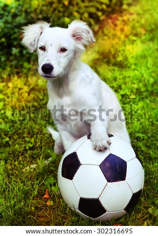happy white puppy with black and white ball on the summer garden background