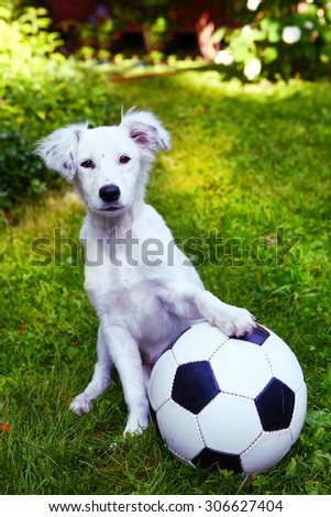 happy white puppy with black and white ball on the summer garden background