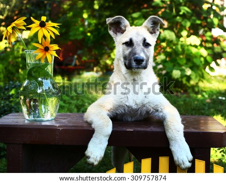 cute shepherd puppy with flowers on the summer garden background
