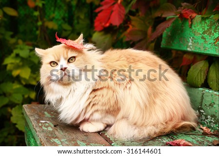 red persian cat on the autumn background with shabby bench and red leafs
