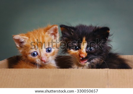 red little blue eye and tree colors kitten in the box