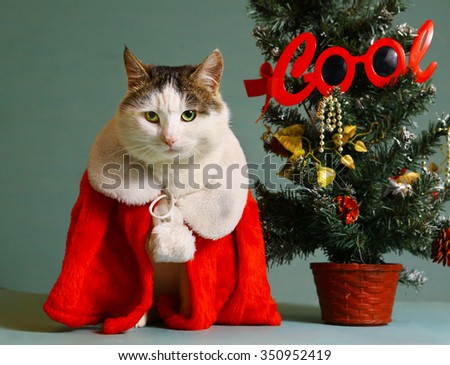 cool tom cat in santa claus garment mantel with white fur collar sit beside small christmas tree in pot