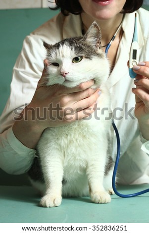 veterinarian woman in uniform and hat with stetoscope and thermometer examin siberian grown up male cat on the table in veterinary clinic center