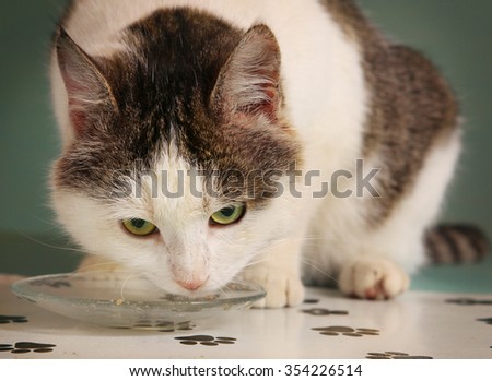 healthy grown up tom  male cat eat from the plate