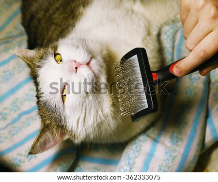 human hand with brush and male siberian cat close up portrait