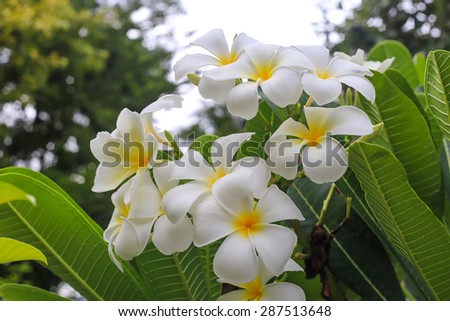 frangipani flowers white and yellow. plumeria the bloom on the tree