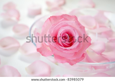 Rose with rose petals in water,close up