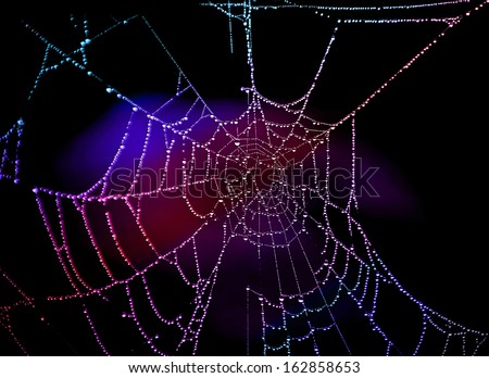 Spider Web colored