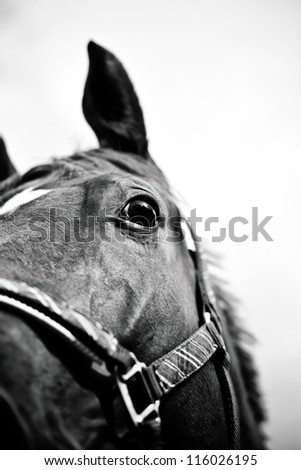 horse head close-up