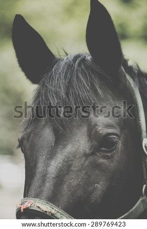 horse in the yard