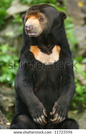 A standing bear from Malaysian