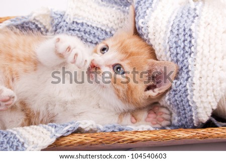 little cat lying in the wool