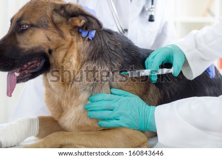 Veterinary Surgeon Is Giving The Vaccine To The Dog German Shepherd,Fokus On Injection