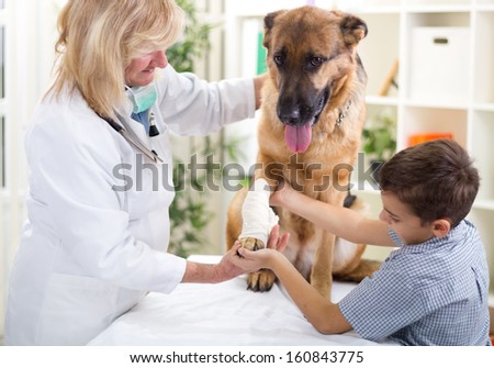 Shepherd Dog Getting Bandage After Injury On His Leg,Boy Caressing Him
