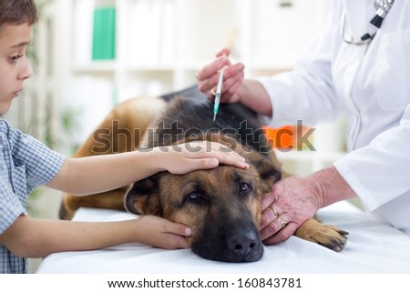 Veterinary Giving The Vaccine To The German Shepherd Dog ,Young Boy Caressing Him
