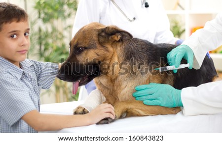 veterinary giving the vaccine to the German Shepherd  dog ,focus on dog