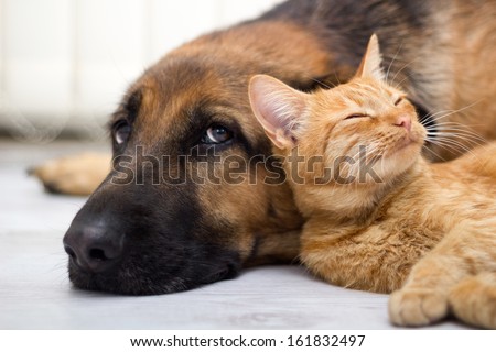 Close Up, Cat And Dog Together Lying On The Floor