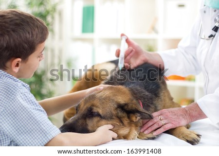 veterinary giving the vaccine to the German Shepherd  dog ,young boy caressing him