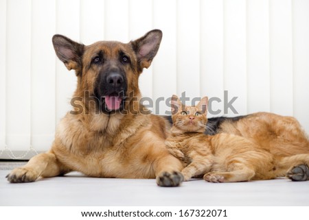 cat and dog together lying on the floor