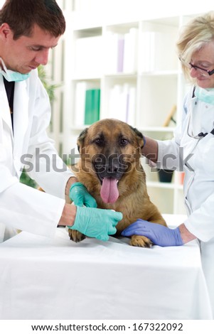 vet bandaged leg  the German shepherd dog