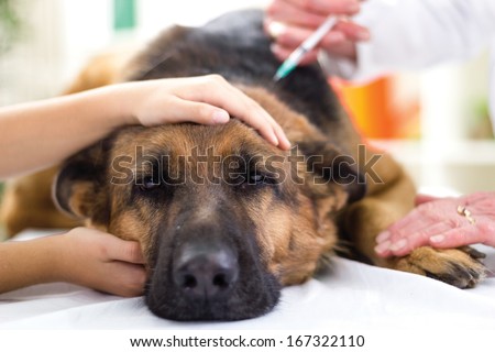 Veterinary Surgeon Is Giving The Vaccine To The Dog German Shepherd,Fokus On Injection