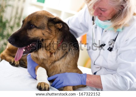Shepherd Dog Getting Bandage After Injury On His Leg