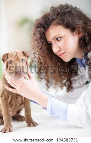 female wet examines puppy Shar Pei dog