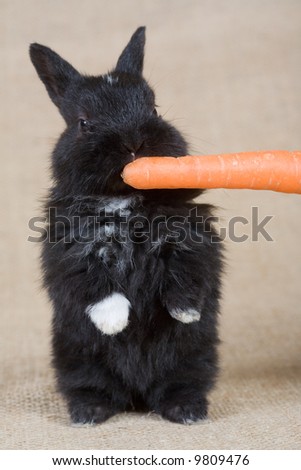 black bunny with carrot, isolated on white
