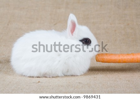 white bunny with carrot, isolated on white