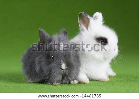 grey and white bunny, isolated on green  background